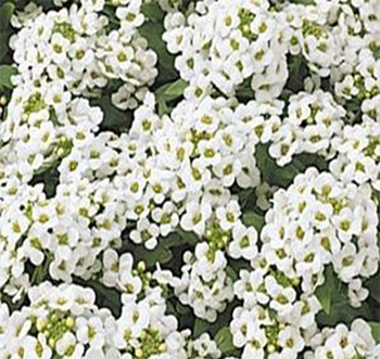 алиссум морской компактный Labularia maritima